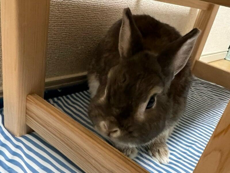 ぽっけの写真